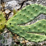 Cactus subtilis.